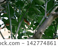 Many cicada exoskeletons remain on the underside of mandarin orange leaves. 142774861