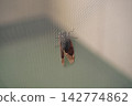 Adult cicada perched on a screen door 142774862