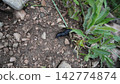 Black slug crawling on soil among green plants and stones Black slug crawling on soil among green plants and stones 142774874
