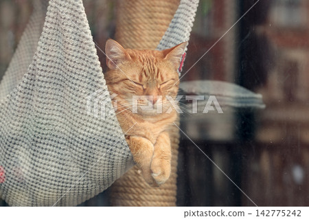 sleeping cat in cozy hammock behind the glass of window safety domestic scene sleeping cat in cozy hammock behind the glass of window safety domestic scene 142775242
