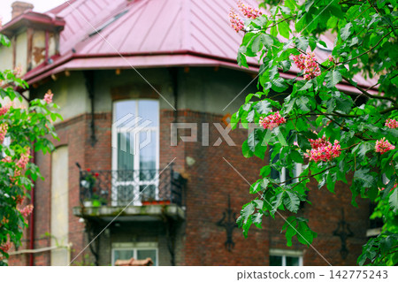 Pink horse chestnut blossoms frame a vintage brick house in April Pink horse chestnut blossoms frame a vintage brick house in April 142775243