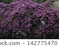 紅杜鵑花 142775470