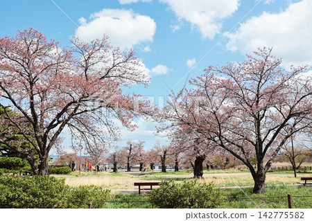音羽公園(桃花公園),是福島市飯坂町著名的賞櫻景點。 音羽公園(桃花公園),是福島市飯坂町著名的賞櫻景點。 142775582