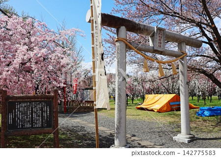 櫻花盛開時的水羽稻荷神社(福島縣福島市飯坂町) 櫻花盛開時的水羽稻荷神社(福島縣福島市飯坂町) 142775583