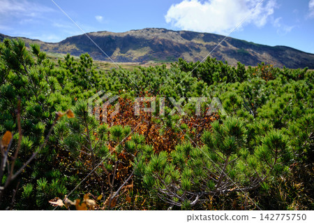 The dwarf pines that grow wild in Midagahara, Tateyama, Toyama Prefecture, grow by creeping along the ground. The dwarf pines that grow wild in Midagahara, Tateyama, Toyama Prefecture, grow by creeping along the ground. 142775750