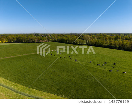 High angle wide horizontal aerial drone photograph of grazing dairy cows, pasture fields, wind turbines, and tree avenues in rural Gelderland, Achterhoek, Netherlands on sunny spring day 142776139