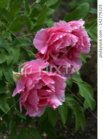島嶼之花:牡丹 島嶼之花:牡丹 142776328