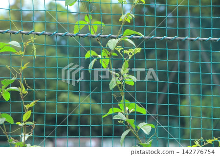 Ground ball-proof net Ground ball-proof net 142776754