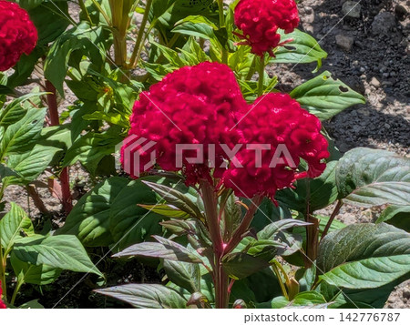 A summer flowerbed in which vibrant crimson celosia flowers are in bloom. A summer flowerbed in which vibrant crimson celosia flowers are in bloom. 142776787