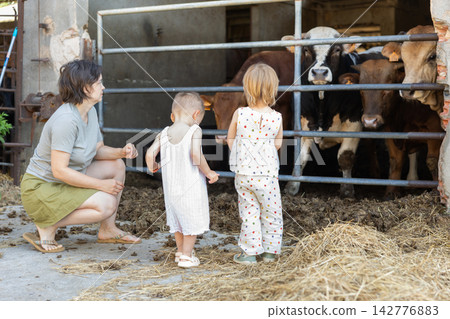 Mother with her little daughter and son meet cows on farm Mother with her little daughter and son meet cows on farm 142776883