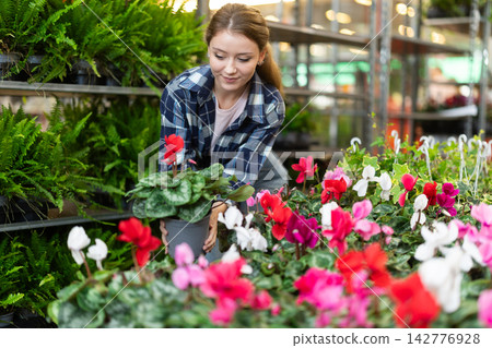 Girl of flower shop tends to cyclamen flowers Girl of flower shop tends to cyclamen flowers 142776928