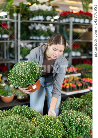 Girl buys flowers at a flower shop. She carefully selects best Chrysanthemum granamora Girl buys flowers at a flower shop. She carefully selects best Chrysanthemum granamora 142776953