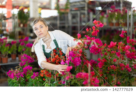 In store, positive gardening female worker inspects young bougainvillea plants after treatment In store, positive gardening female worker inspects young bougainvillea plants after treatment 142777029