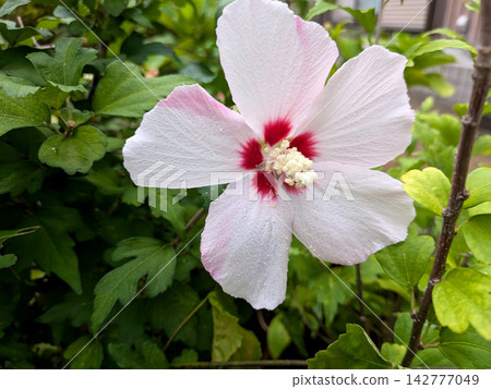 The hibiscus flower has beautiful pale pink petals. The hibiscus flower has beautiful pale pink petals. 142777049