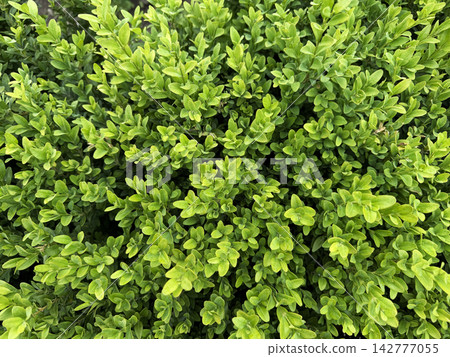 Lush green boxwood bush foliage featuring small dense leaves arranged in natural organic pattern Lush green boxwood bush foliage featuring small dense leaves arranged in natural organic pattern 142777055