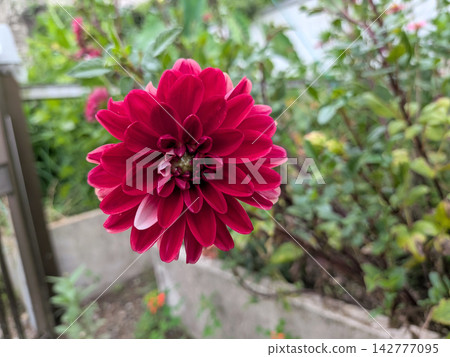 Dahlias with layers upon layers of deep red petals Dahlias with layers upon layers of deep red petals 142777095