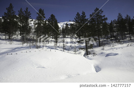 winter landscape in the forest winter landscape in the forest 142777157