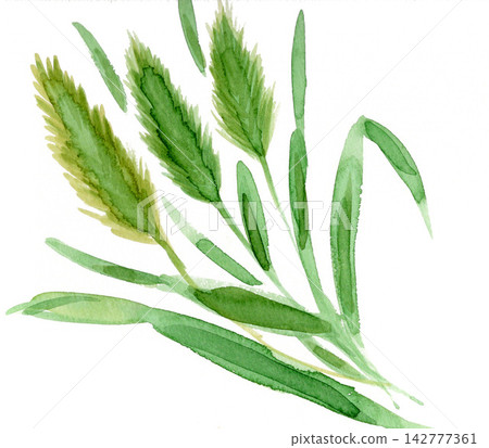 狗尾草 水彩畫 illustration 142777361