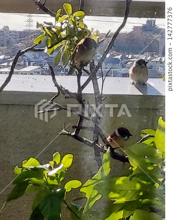 I secretly took pictures of the sparrows that came to play on the balcony. I secretly took pictures of the sparrows that came to play on the balcony. 142777376