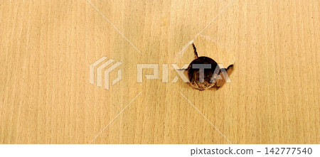 Damaged Plywood Surface with a Circular Hole and Cracks Damaged Plywood Surface with a Circular Hole and Cracks 142777540