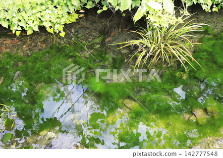 A small pond filled with aquatic plants, created by damming a mountain stream at the foot of the mountain. A small pond filled with aquatic plants, created by damming a mountain stream at the foot of the mountain. 142777548