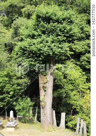 在四國巡禮第十一座寺廟-金剛山一條藤寺的院內,聳立著一棵巨大的銀杏樹(古樹)。 在四國巡禮第十一座寺廟-金剛山一條藤寺的院內,聳立著一棵巨大的銀杏樹(古樹)。 142777550