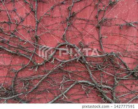 Dry branches climbing a red wall in Jenstejn Dry branches climbing a red wall in Jenstejn 142777591