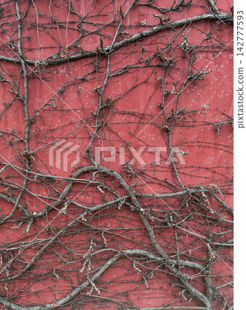 Bare vine branches covering red wall in Jenstejn Bare vine branches covering red wall in Jenstejn 142777593