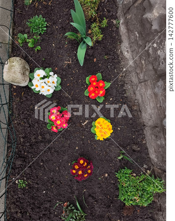 Colorful primroses growing in garden soil in brandys nad labem Colorful primroses growing in garden soil in brandys nad labem 142777600