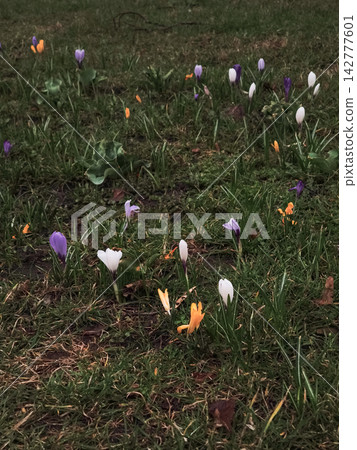 Colorful crocuses blooming in spring meadow in brandys nad labem Colorful crocuses blooming in spring meadow in brandys nad labem 142777601