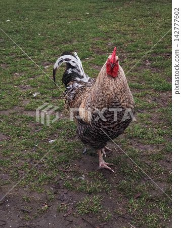 Rooster standing on grass in brandys nad labem, czech republic Rooster standing on grass in brandys nad labem, czech republic 142777602
