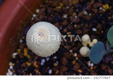 金傘菇 02 金傘菇 02 142777607