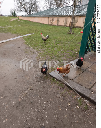 Rooster and hens pecking in a courtyard in brandys nad labem Rooster and hens pecking in a courtyard in brandys nad labem 142777613
