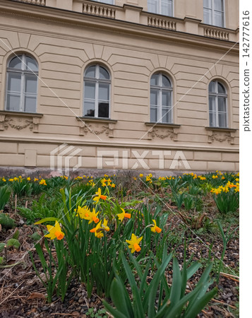 Yellow daffodils blooming near building in brandys nad labem Yellow daffodils blooming near building in brandys nad labem 142777616