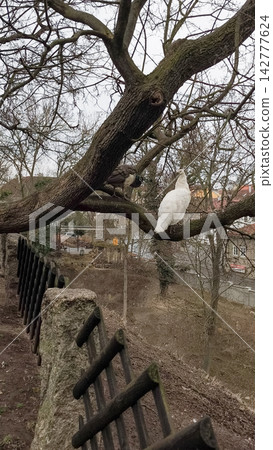 White and common peafowl perching on bare tree branches in brandys nad labem White and common peafowl perching on bare tree branches in brandys nad labem 142777624