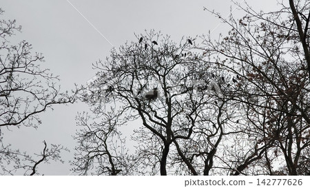 Crows perching on bare tree branches in brandys nad labem Crows perching on bare tree branches in brandys nad labem 142777626