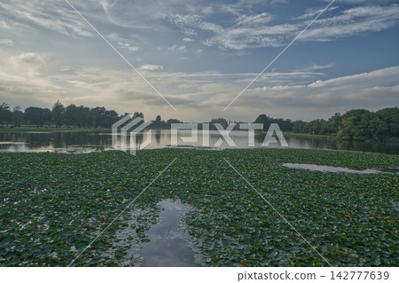夕陽西下,映襯著水本公園小塾池中盛開的水生植物,構成了一幅美麗的畫面。 夕陽西下,映襯著水本公園小塾池中盛開的水生植物,構成了一幅美麗的畫面。 142777639