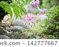 Beautiful lily flower 142777667
