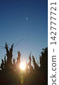 Ascending sun 142777721