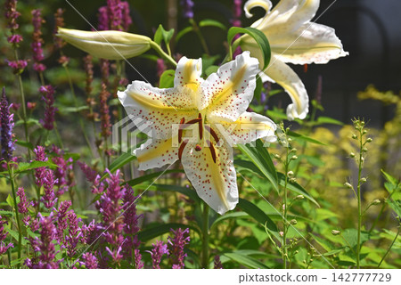 花園裡盛開的大百合花帶有黃色條紋。 花園裡盛開的大百合花帶有黃色條紋。 142777729