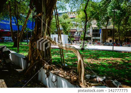 A banyan tree with enormous roots stands in a park in Ho Chi Minh City. Great material for nature and travel photos. A banyan tree with enormous roots stands in a park in Ho Chi Minh City. Great material for nature and travel photos. 142777775