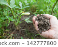 Add fertilizer to okra 142777800