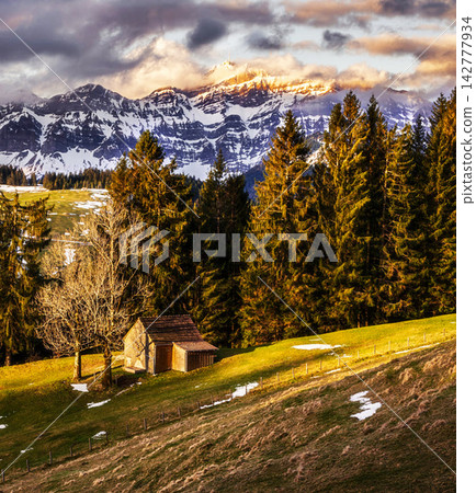 spruce forest on the hillside spruce forest on the hillside 142777934