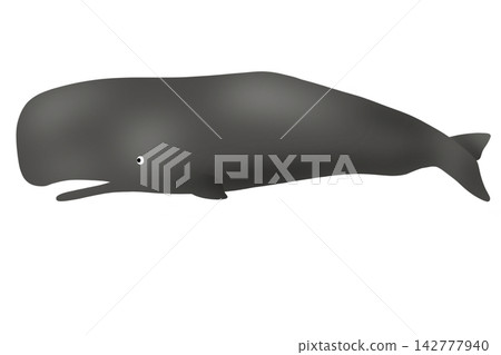 Whale Whale 142777940