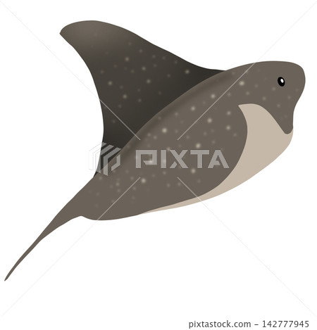 ray 142777945