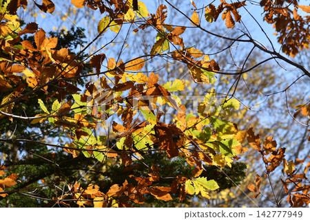 On an autumn day, the green, yellow, and brown leaves are translucent in the sunlight. On an autumn day, the green, yellow, and brown leaves are translucent in the sunlight. 142777949