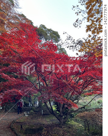 鮮紅的秋葉 鮮紅的秋葉 142777974