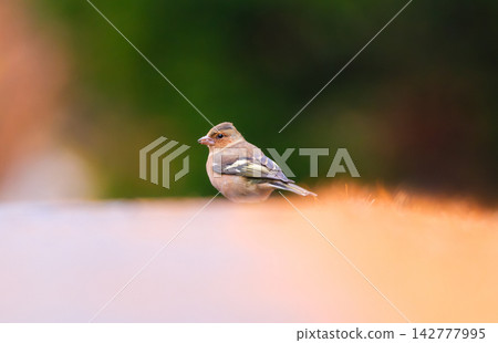 Common chaffinch. Blurred background. Bird in wild nature. Common chaffinch. Blurred background. Bird in wild nature. 142777995