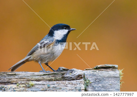 Coal tit. Bird on a branch. Blurred background. Animals in wild nature. Coal tit. Bird on a branch. Blurred background. Animals in wild nature. 142777997