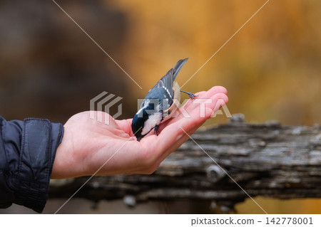 Coal tit. Bird on a branch. Feeding birds by hand. Blurred background. 142778001